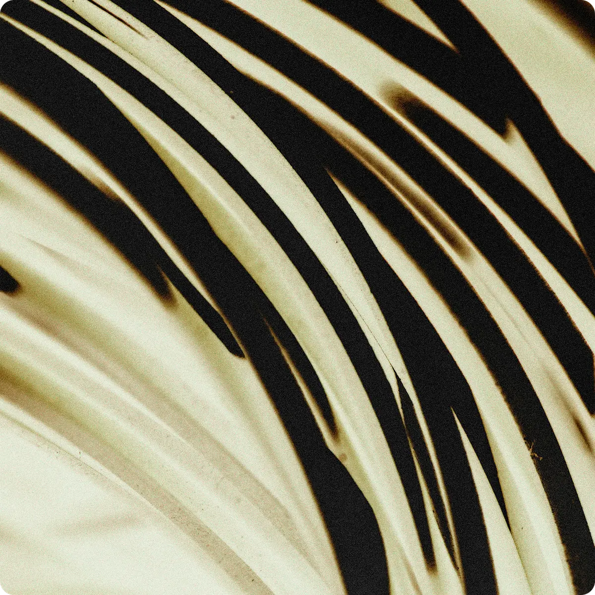 Abstract close-up pattern with sweeping black and beige curved lines creating a sense of motion and texture.